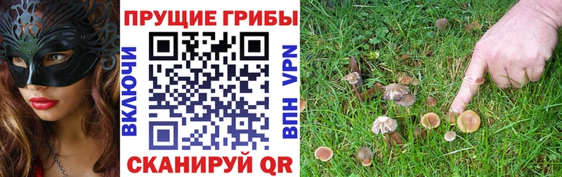 Псилоцибиновые грибы GOLDEN TEACHER  Шумиха 